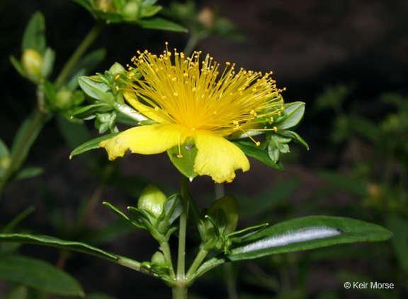 Image of shrubby St. Johnswort