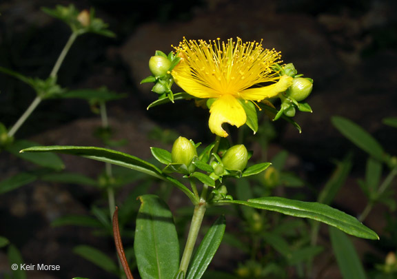 Imagem de Hypericum prolificum L.