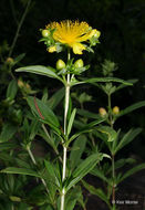 Image of shrubby St. Johnswort