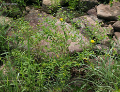 Image de Hypericum prolificum L.