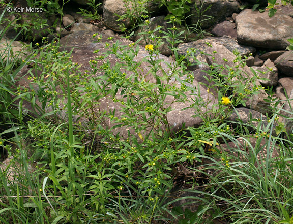 Image of shrubby St. Johnswort