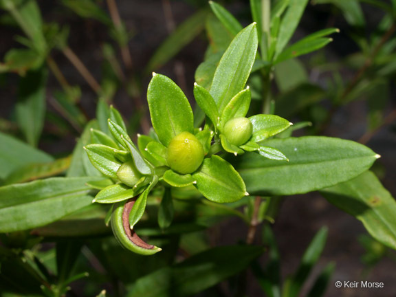 Image of shrubby St. Johnswort