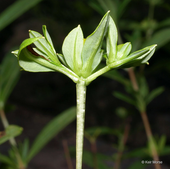 Image de Hypericum prolificum L.