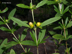 Image of shrubby St. Johnswort