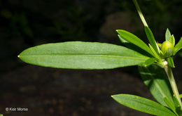 Imagem de Hypericum prolificum L.