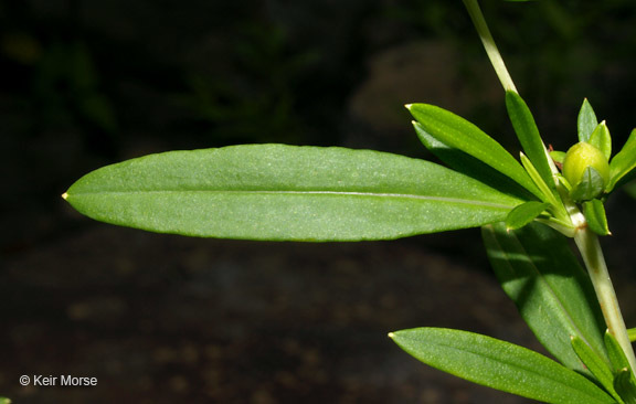 Image of shrubby St. Johnswort