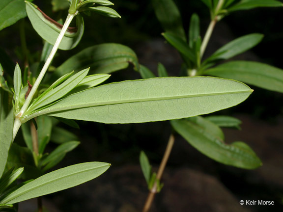 Imagem de Hypericum prolificum L.