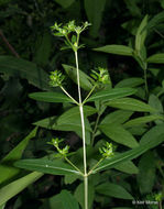 Image of shrubby St. Johnswort