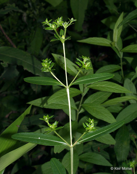 Imagem de Hypericum prolificum L.