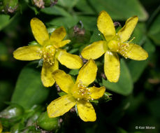 Image of spotted St. Johnswort