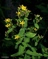 Image of spotted St. Johnswort