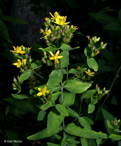 Image of spotted St. Johnswort