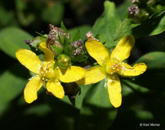 Image of spotted St. Johnswort