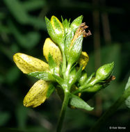 Image of spotted St. Johnswort