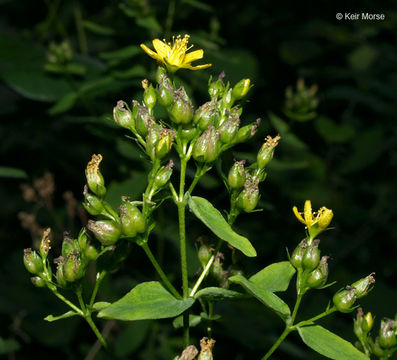 Image of spotted St. Johnswort