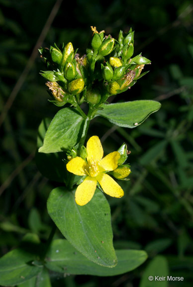 Image of spotted St. Johnswort