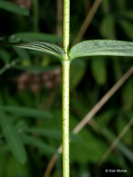 Image of spotted St. Johnswort