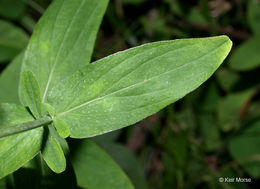 Image de Hypericum punctatum Lam.