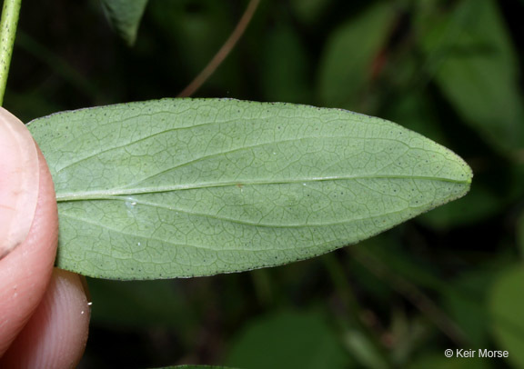 Image of spotted St. Johnswort