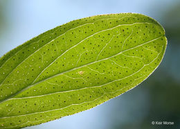 Image de Hypericum punctatum Lam.