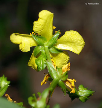 Image of Round-Seed St. John's-Wort