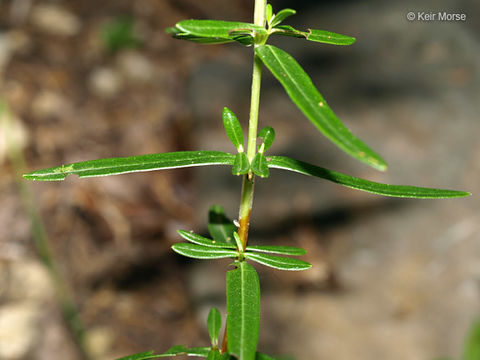 Image of Round-Seed St. John's-Wort