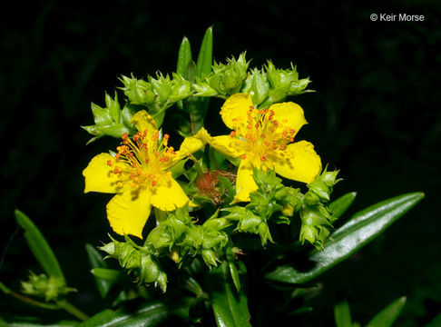 Image of Round-Seed St. John's-Wort