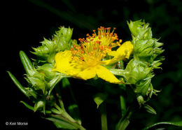 Image of Round-Seed St. John's-Wort