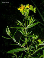 Image of Round-Seed St. John's-Wort