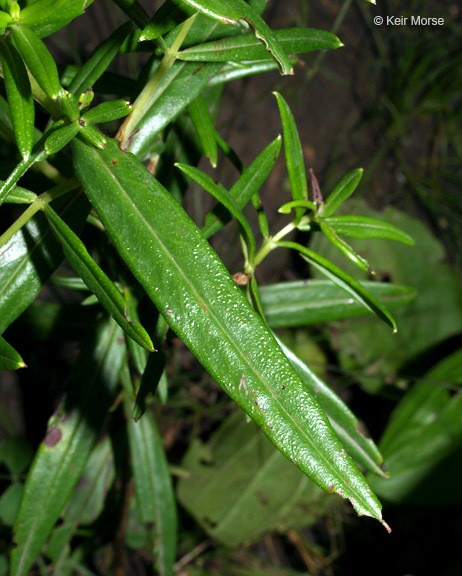 Image of Round-Seed St. John's-Wort