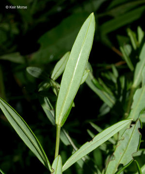 Image of Round-Seed St. John's-Wort