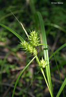 Image of Hop Sedge