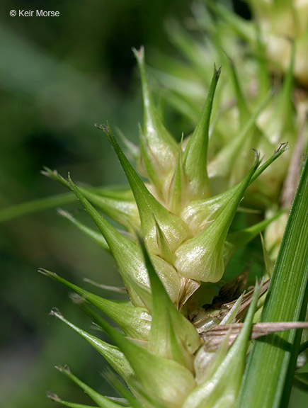 Image of Hop Sedge