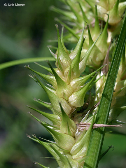 Image of Hop Sedge