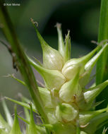 Image of Hop Sedge