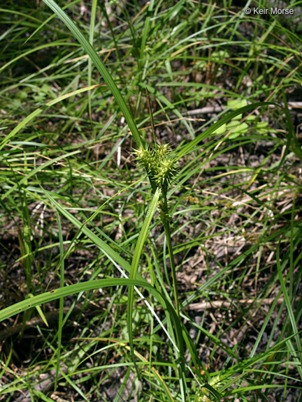 Image of Hop Sedge