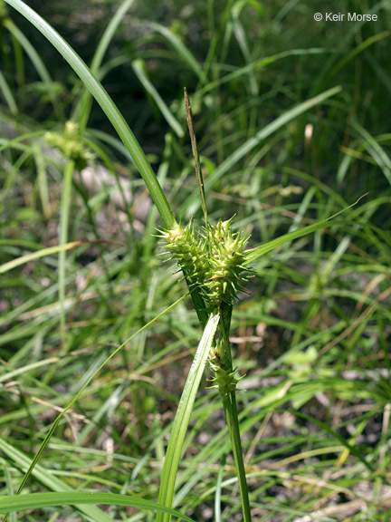 Image of Hop Sedge