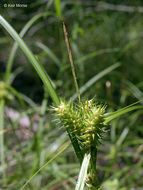 Image of Hop Sedge