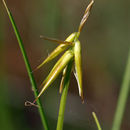 Image of Few-flowered Sedge