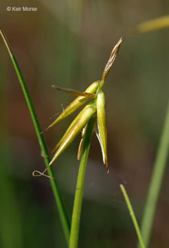 صورة Carex pauciflora Lightf.