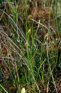 صورة Carex pauciflora Lightf.