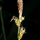 Image of Pennsylvania sedge