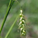 صورة Carex sprengelii Dewey ex Spreng.