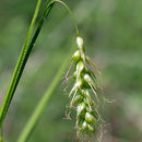 Image of Long-Beak Sedge