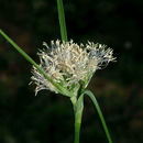 Image of Tawny Cotton-Grass