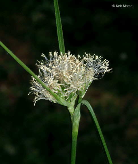 Image of Tawny Cotton-Grass