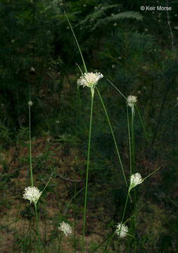 Imagem de Eriophorum virginicum L.