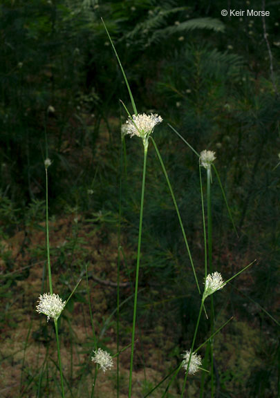 Image of Tawny Cotton-Grass