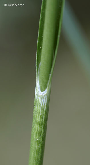 Image of Tawny Cotton-Grass