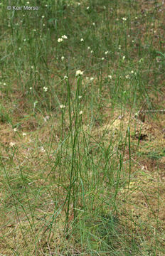 Imagem de Eriophorum virginicum L.